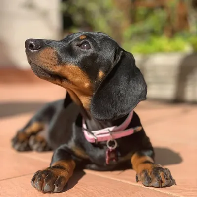 Moka La Bassotta profile