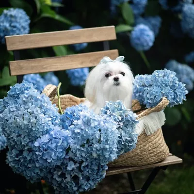 A maltese and a poodle profile