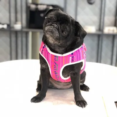 Molly The Pug profile