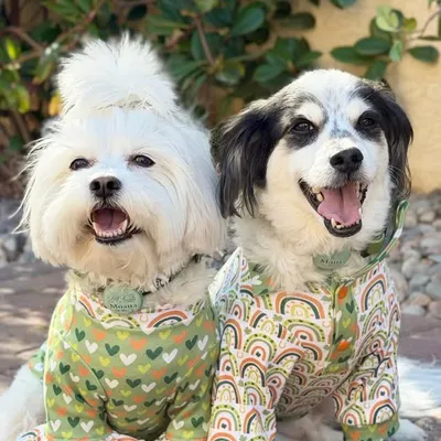 Moana & Maui profile