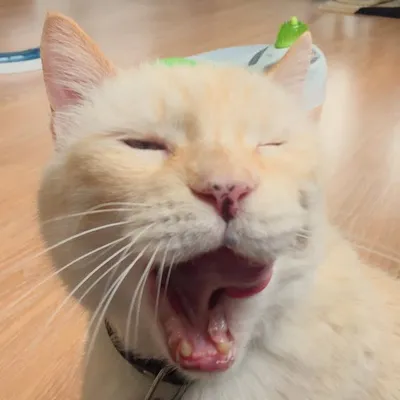 Mon Chat Est Une Star profile