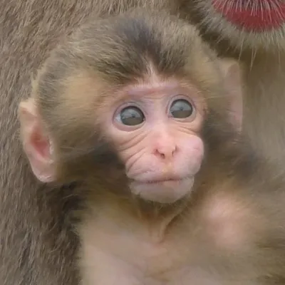 【MonkeyTime】おさるのじかん🐒 profile