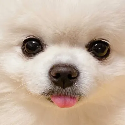 Moongchi profile