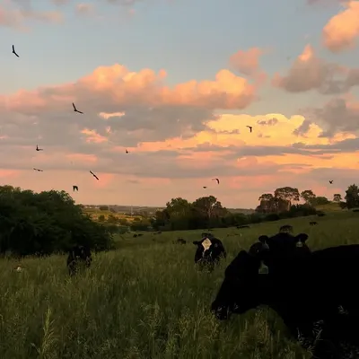 Moonshadow Ranch profile