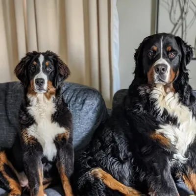 Moose & Olive The Berners profile
