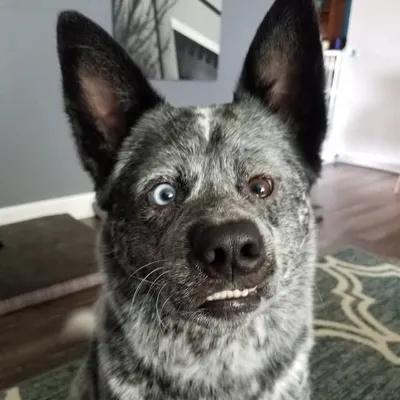 Moose Boy profile