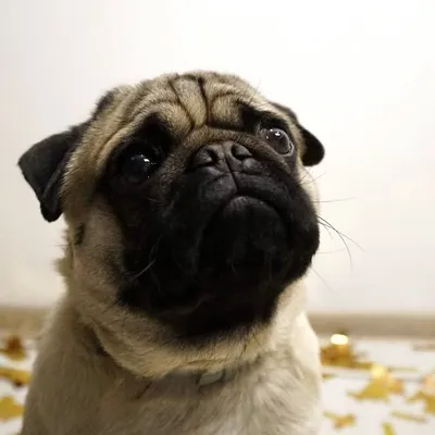 Gacuś 🐶 profile