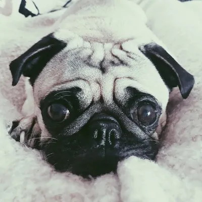 Mops Louis the Pug ๐พ profile