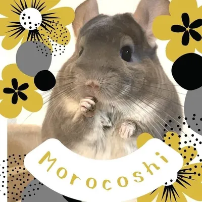 チンチラのもろこしさん/morocoshi profile