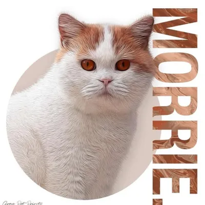 Morrie & Co. profile