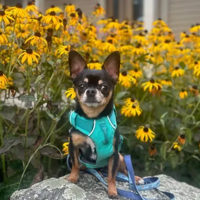 Morrissey the Chihuahua profile