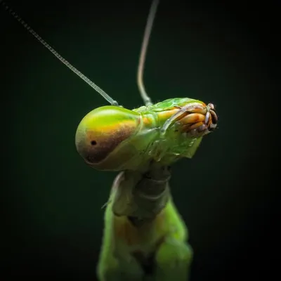 Chris Bratcher profile