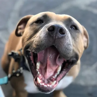 Mo The Screaming Staffy profile