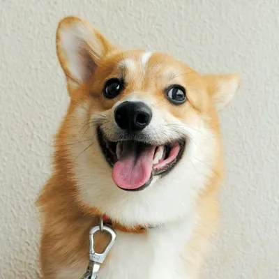Moti the Corgi profile