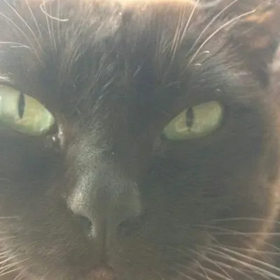 Movie Cats profile
