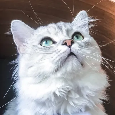 Mowgli ❄️ profile
