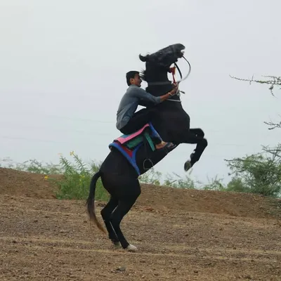 CHINTAN JYANI profile