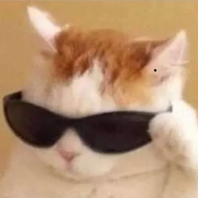 Mr.cat MeMe profile