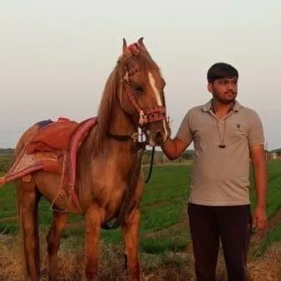 Prince Parsaniya profile