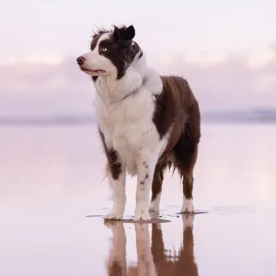 Milo profile
