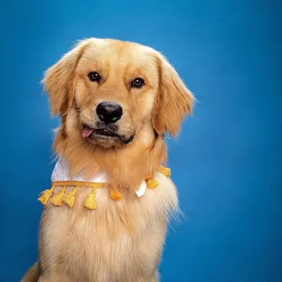 murphy • golden retriever profile