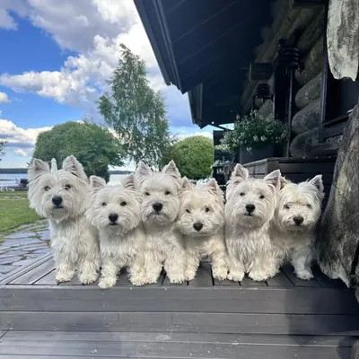 mr_vili_and_the_westies profile
