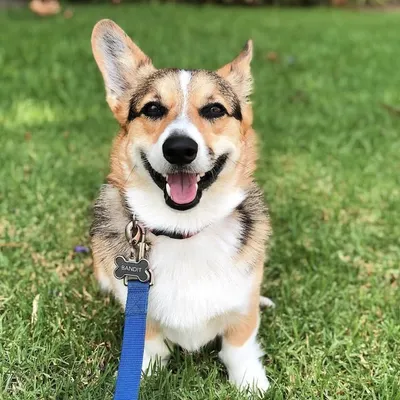 Bandit The Corgi profile