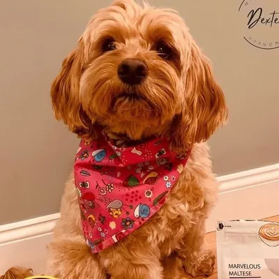 Mr. Dexter ๐ from Boston profile