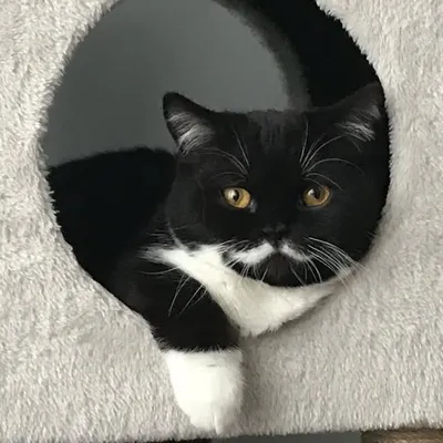 Mr Moustache the Munchkin profile