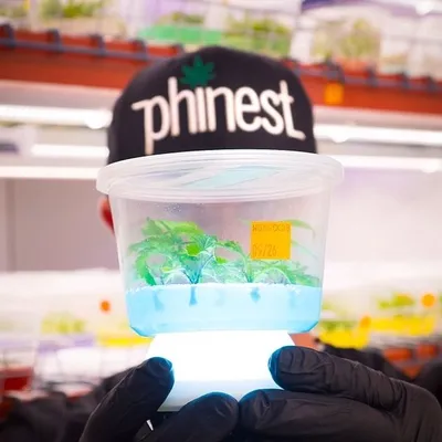 MrPhinest profile