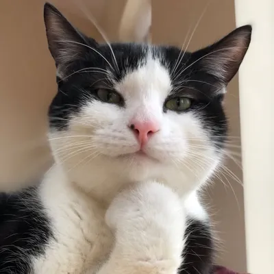 Mr Pickles profile