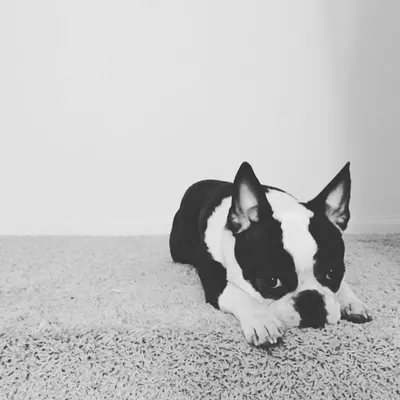 Mrs. Wooffington profile