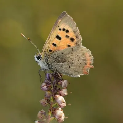 Michal Stroinski profile