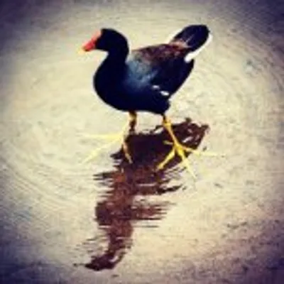 Mud Hen Water profile