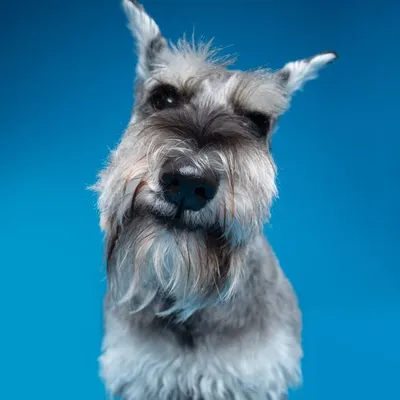 Muffin, Miniature Schnauzer profile