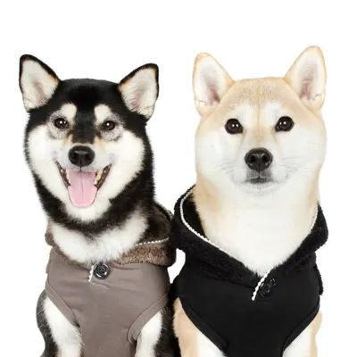 柴犬 Komugi & Tsukushi profile