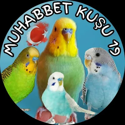 Muhabbet Kuşu 19 🐦🇹🇷 profile