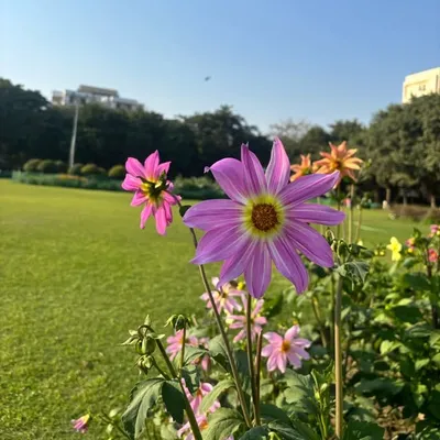 Mukesh Mishra profile