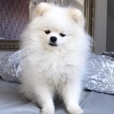 Hi, I'm Muki the Wookiee profile