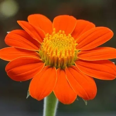 Mumbai Balcony Gardener ๐ฎ๐ณ profile