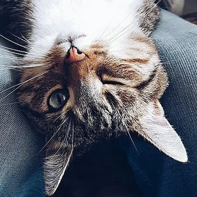 😻КОТОМАНИЯ😻 profile