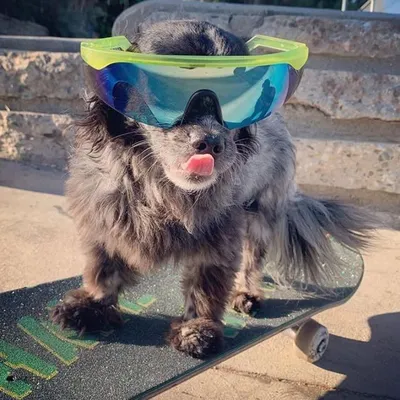 Murdy Dawg Ewing profile
