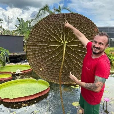 Murilo Antonio Soares profile