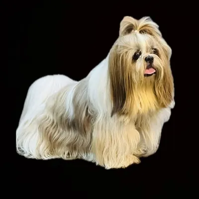 Murphy | The Shih tzu profile