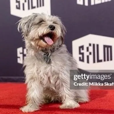 Musik 🎶 the Dog profile