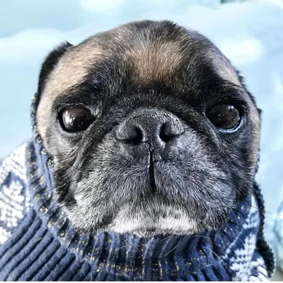Toggle the Pug profile