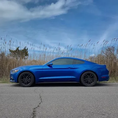 MustangMaiden profile