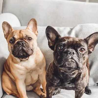 Luna & Leroy profile