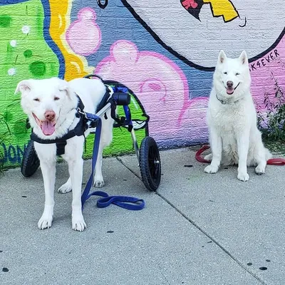 Yuki and Bacio profile