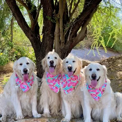 My4GoldenLovesAz profile